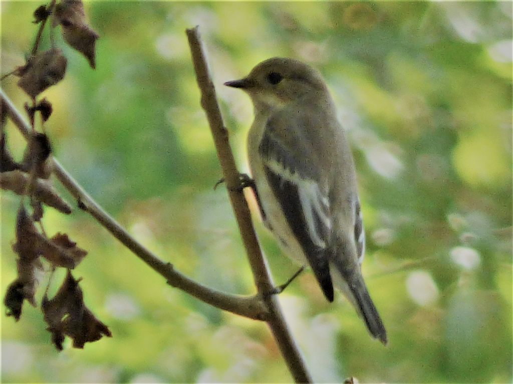 Balia nera (Ficedula hypoleuca)